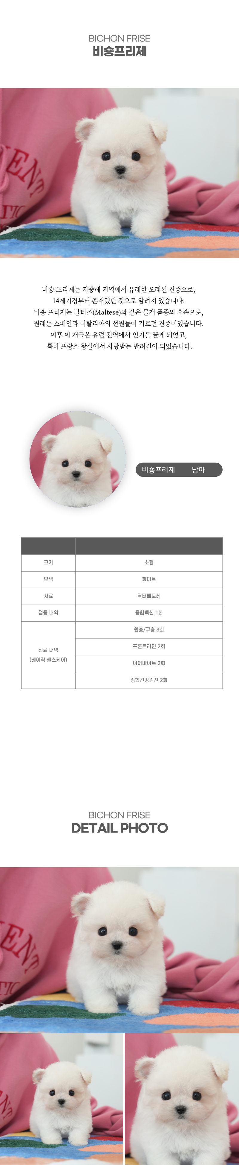 미니비숑_상세이미지_2